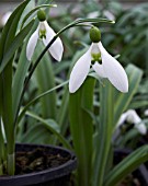 GALANTHUS PEG SHARPLES