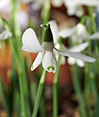 GALANTHUS ROZELLE