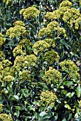 BUPLEURUM FRUTICOSUM