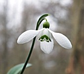 GALANTHUS WILLIAM FIELD