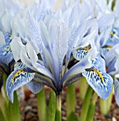 IRIS SHEILA ANN GERMANY