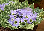 PRIMULA ARDUAINE