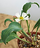 RANUNCULUS CALANDRINIOIDES