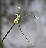 ALLIUM PARADOXUM