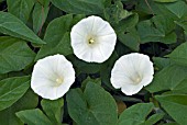 CALYSTEGIA SEPIUM,  BINDWEED