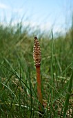 EQUISETUM ARVENSE