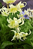 ERYTHRONIUM CALIFORNICUM