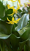 ERYTHRONIUM TUOLUMNENSE