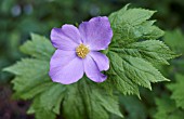 GLAUCIDIUM PALMATUM