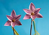 IPHEION UNIFLORUM CHARLOTTE BISHOP