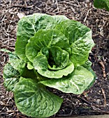 LACTUCA SATIVA WINTER DENSITY