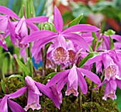 PLEIONE PLEIONOIDES