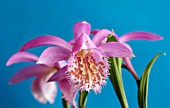 PLEIONE TONGARIRO