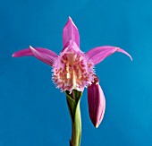 PLEIONE TONGARIRO