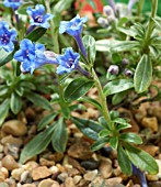 LITHODORA OLEIFOLIA