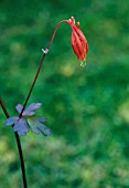 AQUILEGIA CANADENSIS