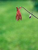 AQUILEGIA CANADENSIS