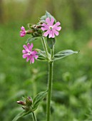 SILENE DIOICA