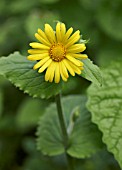 DORONICUM PARDALIANCHES