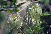 CLEMATIS BILL MACKENZIE,  SEEDHEADS