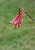 AQUILEGIA CANADENSIS