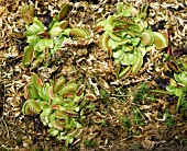 DIONAEA MUSCIPULA