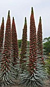 ECHIUM WILDPRETII