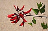 ERYTHRINA X BIDWILLII