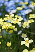 ESCHSCHOLZIA CAESPITOSA