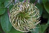 CLEMATIS NELLY MOSER SEEDHEAD