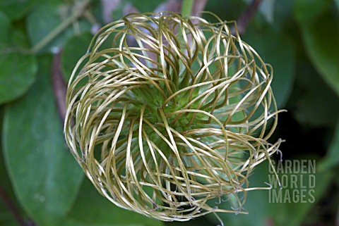 CLEMATIS_NELLY_MOSER_SEEDHEAD