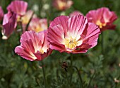 ESCHSCHOLZIA CALIFORNICA ROSE CHIFFON