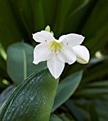 EUCHARIS GRANDIFLORA