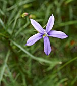 ISOTOMA AXILLARIS