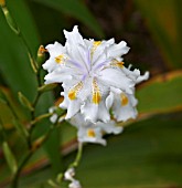 IRIS JAPONICA