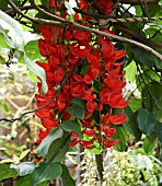 MUCUNA NOVO-GUINEENSIS