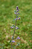 NEPETA X FAASSENII