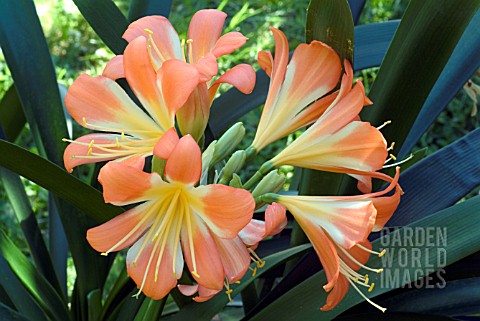 CLIVIA_MINIATA