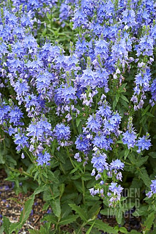 VERONICA_CRATER_LAKE_BLUE