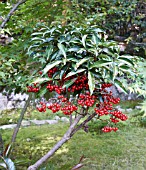 ARDISIA CRENATA