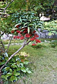 ARDISIA CRENATA