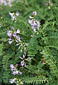 ASTRAGALUS ALPINUS