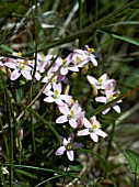 CENTAURIUM ERYTHRAEA