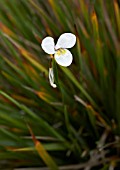 DIPLARRENA MORAEA