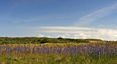 ECHIUM VULGARE