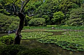 HEIAN SHRINE GARDEN