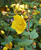 HYPERICUM PATULUM