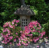 JAPANESE LANTERN AZALEA