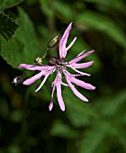 LYCHNIS FLOS-CUCULI