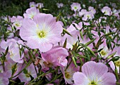 OENOTHERA SPECIOSA CHILDSII